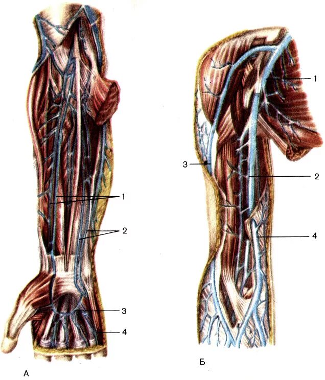 Вены верхних конечностей анатомия