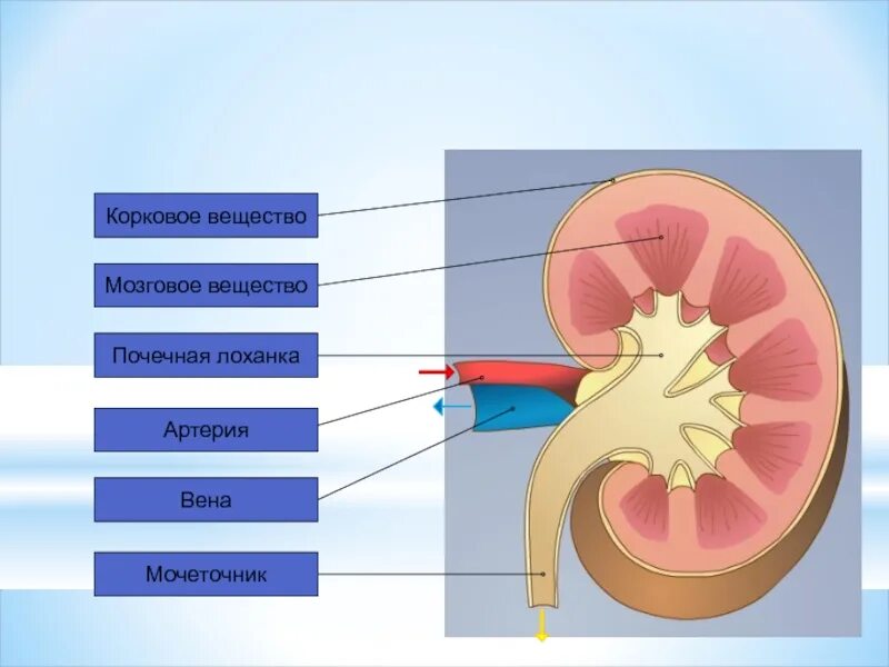 Лоханка анатомия. Корковое и мозговое вещество почки. Функции коркового вещества почки. Мозговое вещество и корковое вещество почки функции.