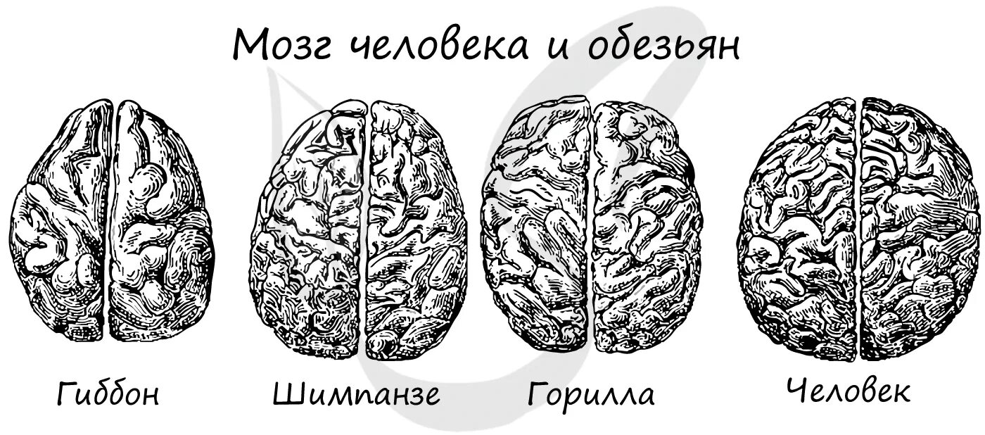 Мозг гориллы и человека. Мозг человека и обезьяны в сравнении. Мозг человека и человекообразной обезьяны. Сравнение мозга человека и человекообразной обезьяны.