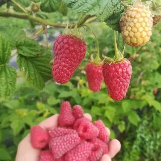 Малина лячка описание сорта