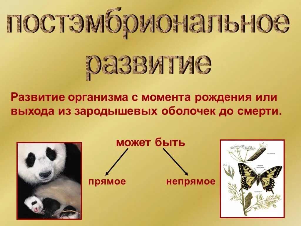 Индивидуальное развитие живого организма. Постэмбриональное (постнатальное) развитие организма.. Индивидуальное развитие организма постэмбриональный период 10 класс. Биология 9 класс постэмбриональный период развития. Постэмбриональный онтогенез.