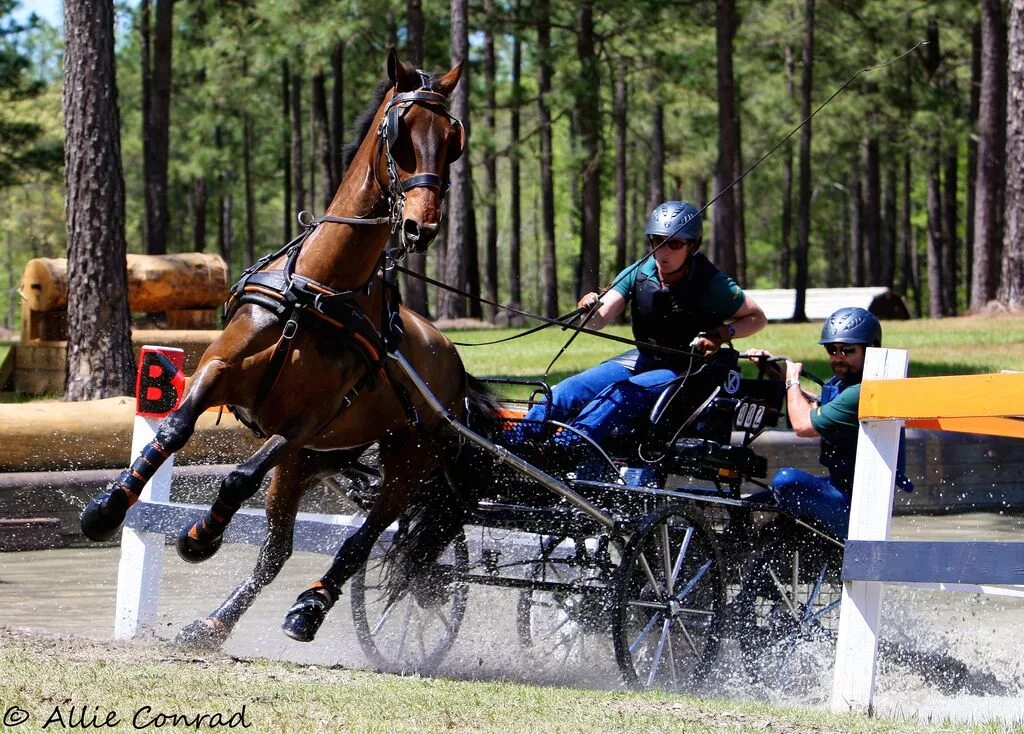 Driving horse