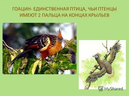 Единственная птица