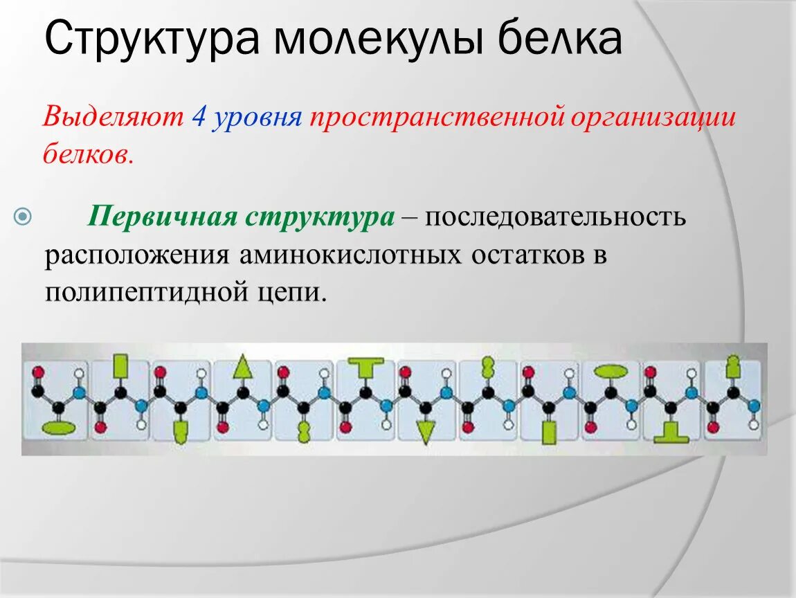 Уровни структурной организации белковой молекулы. Строение полипептидной цепи. Уровни организации молекулы белка. Организация белковых молекул. В организации белковых