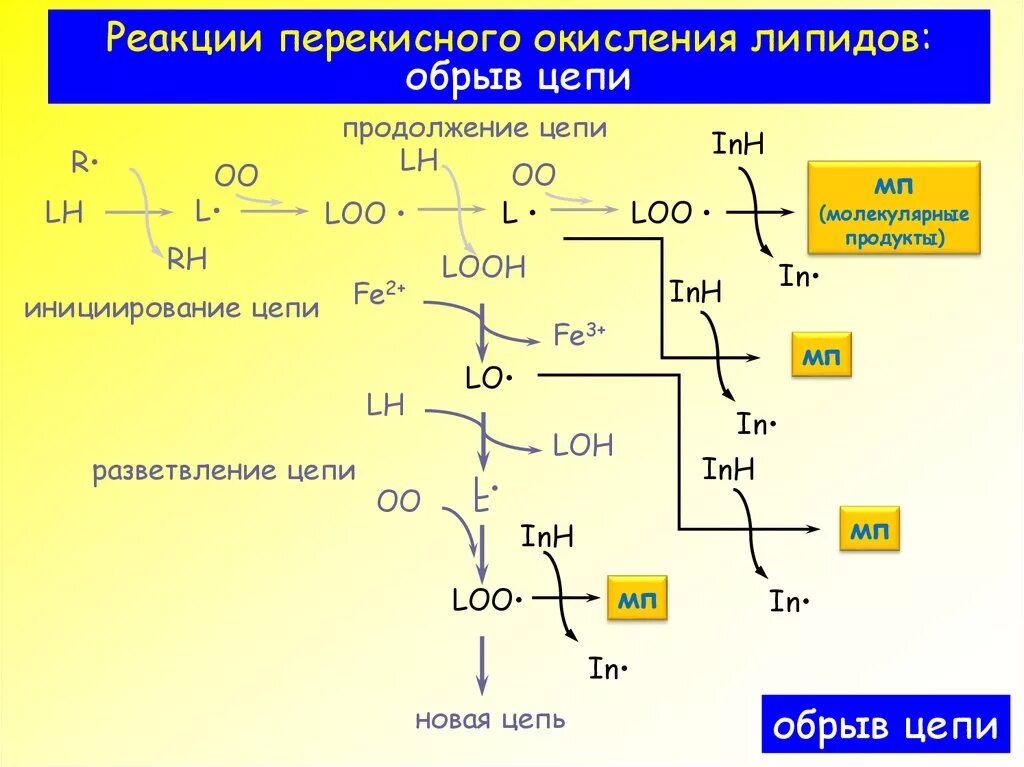 Установите последовательность этапов окисления молекул. Схема реакций перекисного окисления липидов. Схема инициации перекисного окисления липидов. Стадии пероксидного окисления липидов. Схема перекисного окисления липидов биохимия.