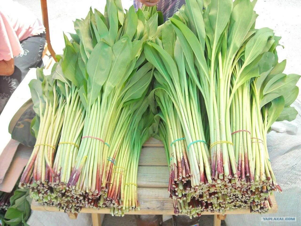 Дикий лук черемша. Колба черемша. Черемша байкальская. Лук черемша. Лук колба медвежий черемша.