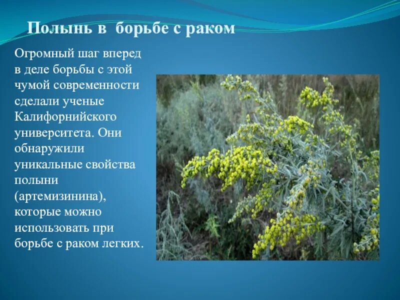 Сколько пить полынь дней. Полынь. полынь от онкологии. полынь трава горькая от онкологии. полынь горькая при онкологии.