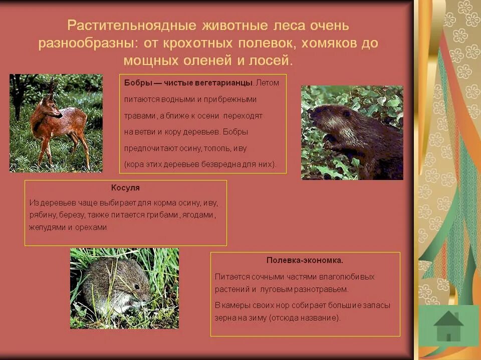 Картинки ПРИНАДЛЕЖНОСТЬ БЕЛКИ К ОПРЕДЕЛЕННОЙ ГРУППЕ ЖИВОТНЫХ