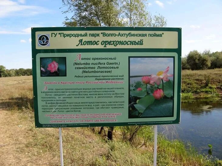 До своего озера я добираюсь. Природный парк Волго- Ахтубинская Пойма Волгоградской области. Озеро лотосов Волгоград. Лотосы Волгоградская область Лебяжья Поляна.