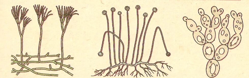 Грибы мукор пеницилл дрожжи. Мукор пеницилл дрожжи. Плесневые грибы Mucor. Плесневелые грибы строение.