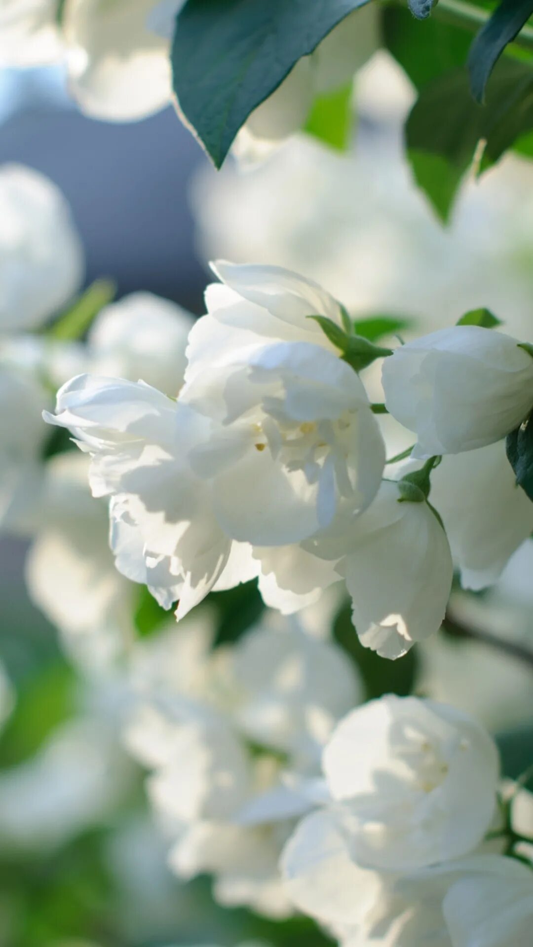 Чубушник белый. Белые цветы. Весенние цветы.