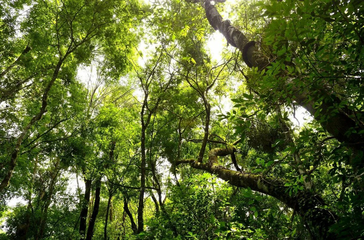 Тропические дождевые леса индии. Тропические дождевые леса индии. Муссонные леса южной америки. Джунгли джангл. Экваториальный лес суматра.