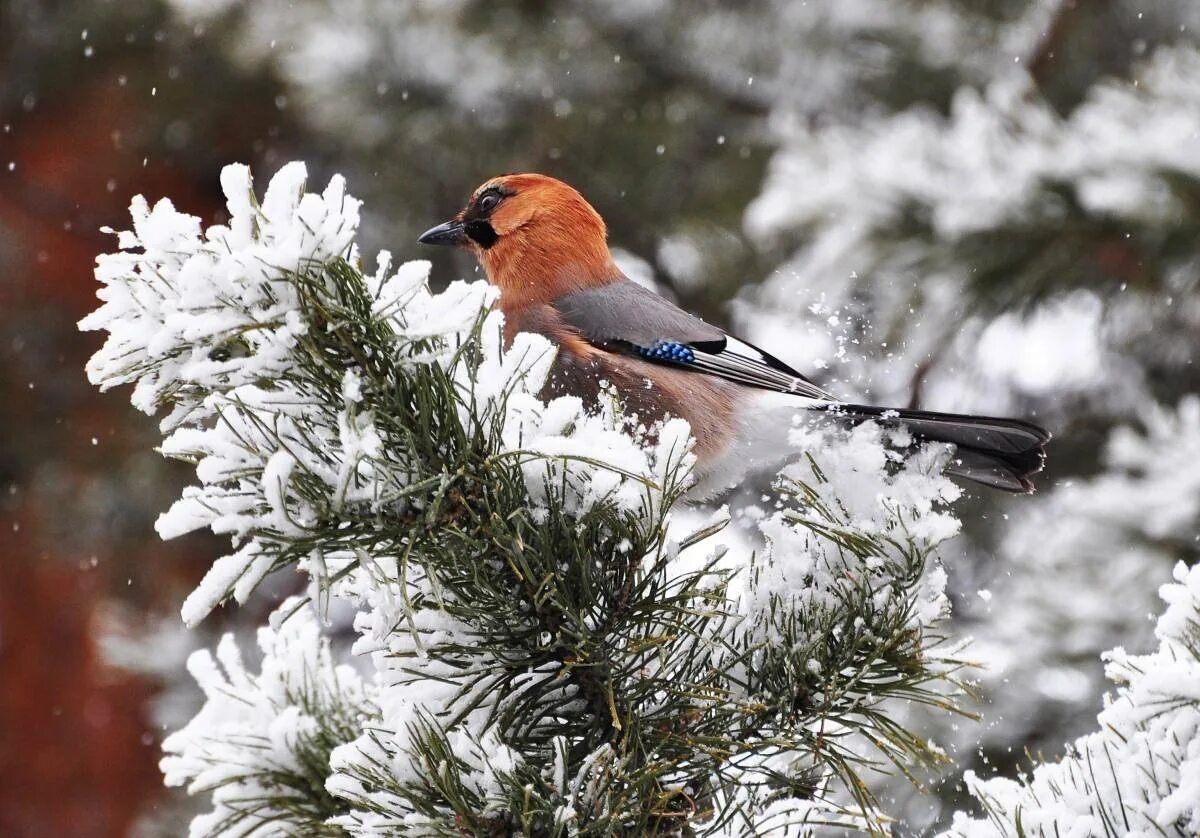 Птицы зимой песни. Птицы зимой. Сойка зимой. Зимняе сойки. Зимние птицы Казахстана.
