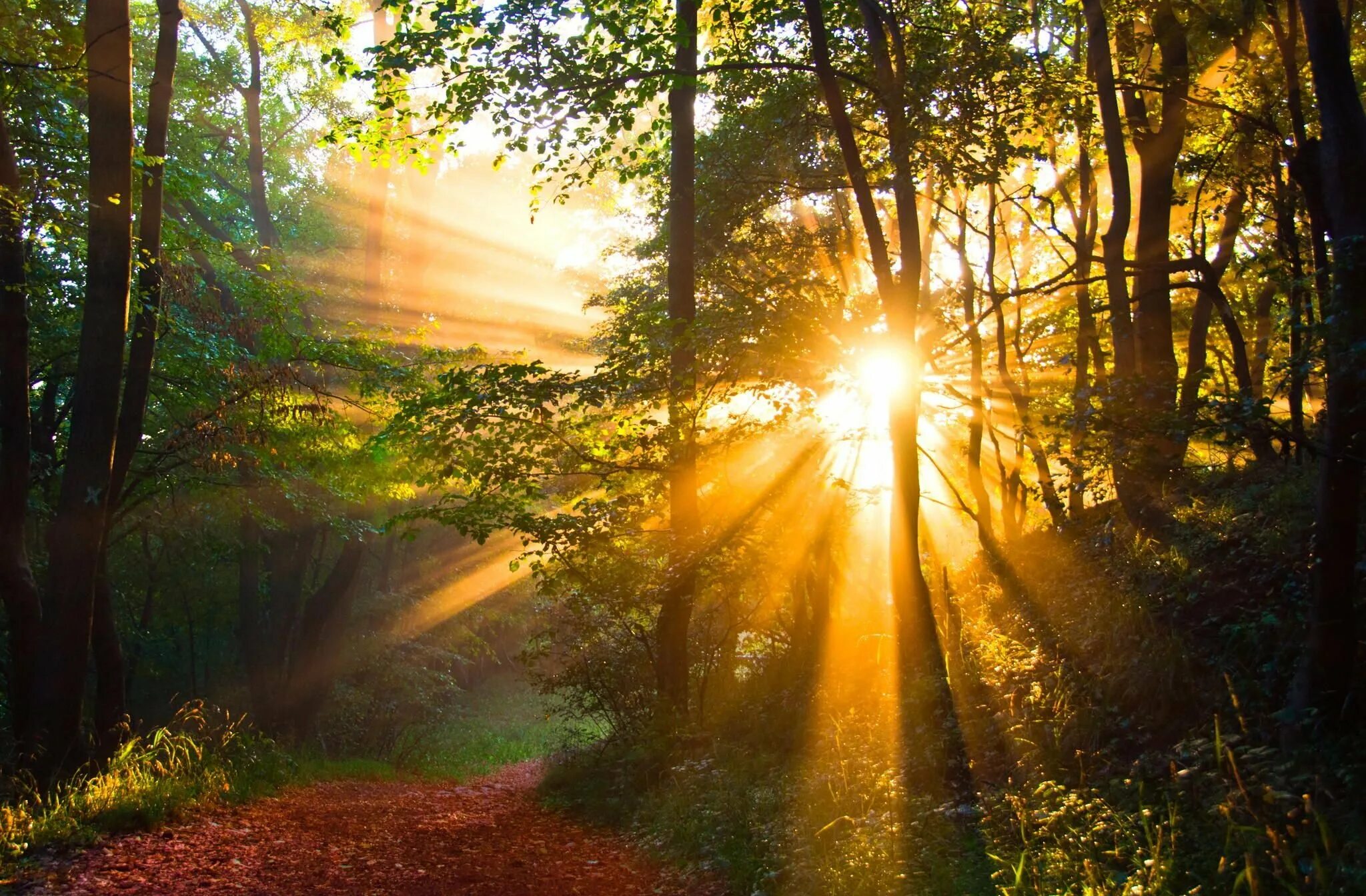 Луч света новый свет. Рассвет солнца. Лучи солнца. "Солнце в лесу". Красивый рассвет в лесу.