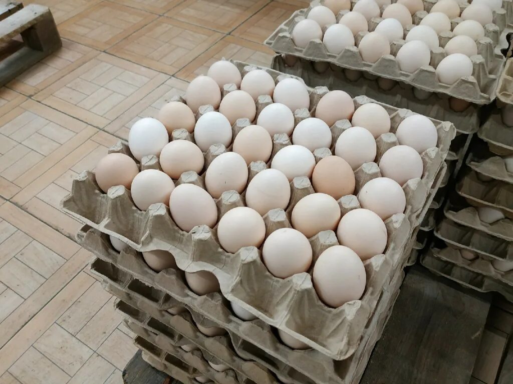 Кремовые яйца. Птицефабрика яйца. Яйцо куриное. Птицеводство яйца. Фабрика яиц.