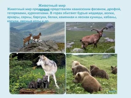 Презентация родного края 3 класс окружающий мир