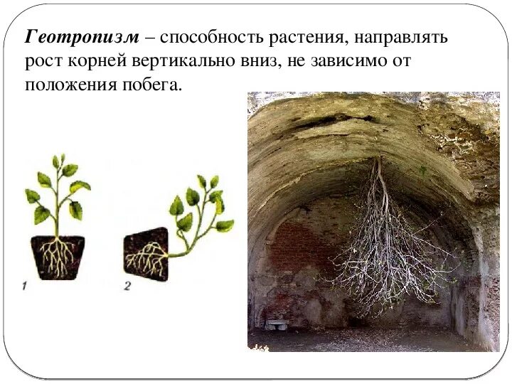 Отрицательный геотропизм стебля. Положительный геотропизм.