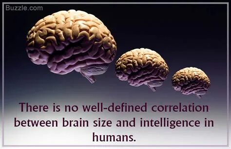 Small brain