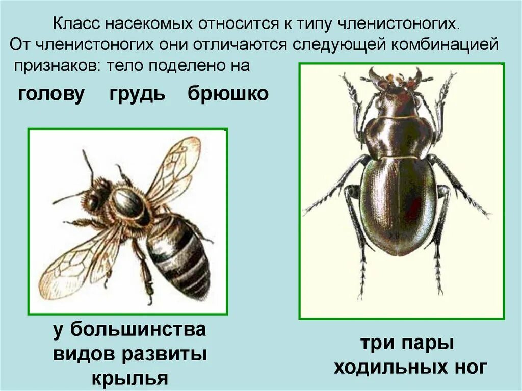 Признаки насекомых. Признаки класса насекомые. К классу насекомых относятся. Отличительные черты насекомых.