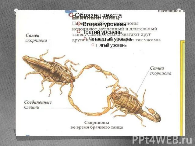 Какой тип развития характерен для скорпиона. Внешнее строение скорпиона. Скорпион строение тела. Внутреннее строение скорпиона. Строение скорпиона схема.