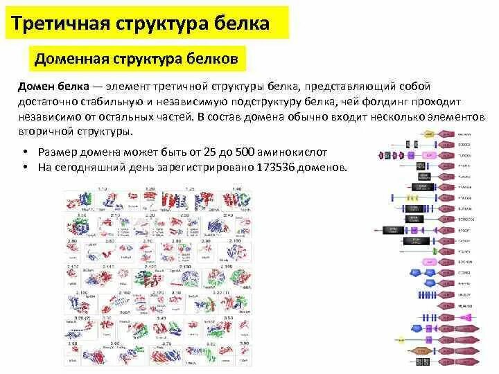 Состав белка элементы. Типы структуры доменов белков. доменное строение белков. доменная структура белков биохимия. домены третичной структуры белка.