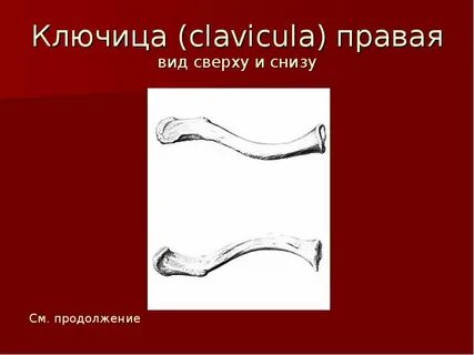 Правая ключица