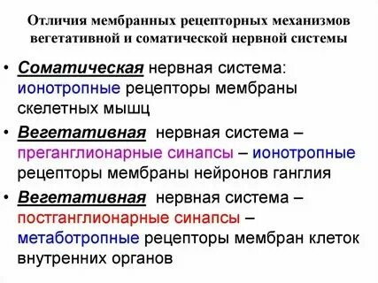 Соматическая и вегетативная работа сердца