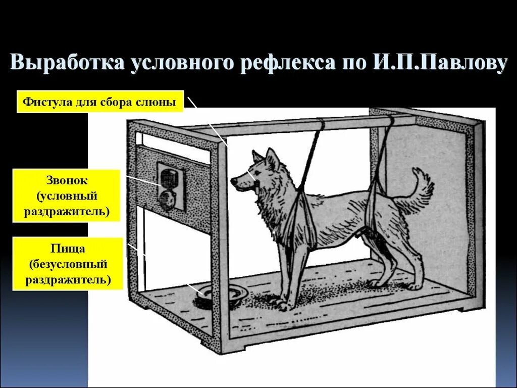 Какова роль условных рефлексов в жизни человека. Собака Павлова условный рефлекс. Павлов безусловные рефлексы. Условные рефлексы животных.