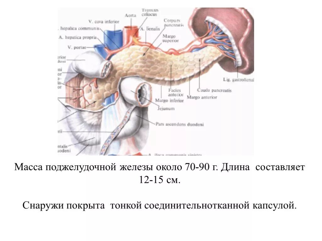 Поджелудочная размеры норма у взрослых мужчин. Масса поджелудочной железы взрослого человека составляет в среднем. Поджелудочная железа масса у взрослого. Вес поджелудочной железы человека. Маса поджелудочная железа.