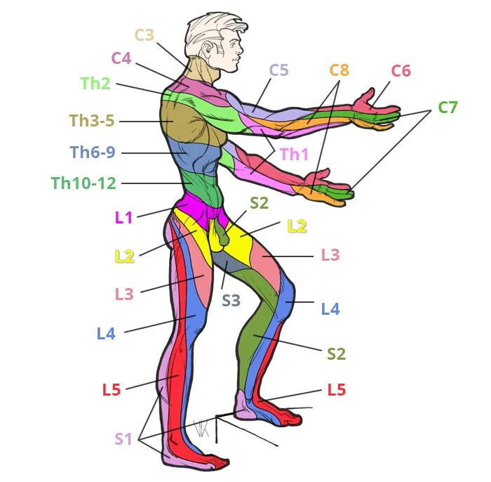 Иннервация l4-l5 Корешков. Сегментарная иннервация тела схема. Зона иннервации l4 корешка. С5-с6 зона иннервации. Запястье голень и позвоночник