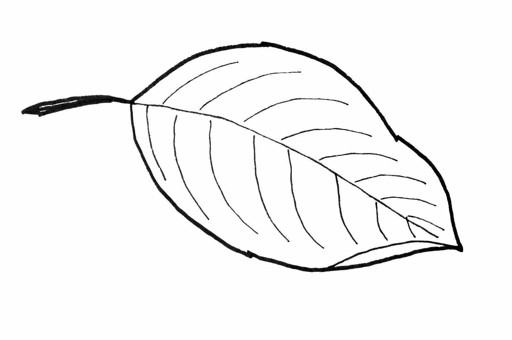 Черно белые картинки листьев. Листья для раскрашивания. Листья раскраска. Раскраска листьев. Дерево с листочками раскраска для детей.