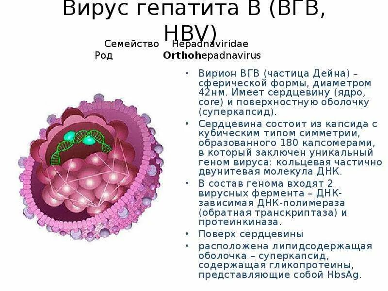 Частица Дейна вируса гепатита. Вирус гепатита а строение вируса. Вирусный гепатит б строение. Строение вириона гепатита в. Вирусный гепатит задачи