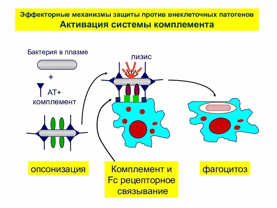 Активация иммунного ответа. Эффекторные клетки гуморального иммунитета. Эффекторные функции антител иммунология. Эффекторные клетки это иммунология. Антителонезависимые эффекторные механизмы.