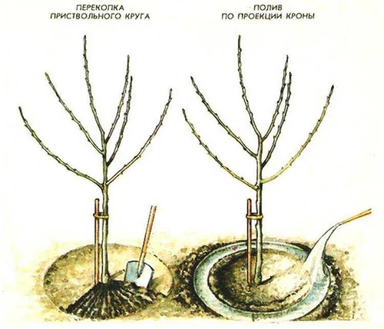 Можно ли посадить вишню. Приствольный круг яблони. Перекопка приствольного круга у яблонь. Диаметр приствольного круга плодовых деревьев и кустарников. Приствольный круг колоновидной яблони.