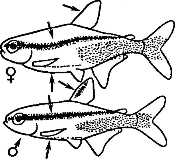 Как отличить рыбу. Неоны рыбки отличие самки от самца. Неон рыбка аквариумная самец и самка. Красный неон рыбка самец и самка. Рыбки неоны как отличить самку от самца.