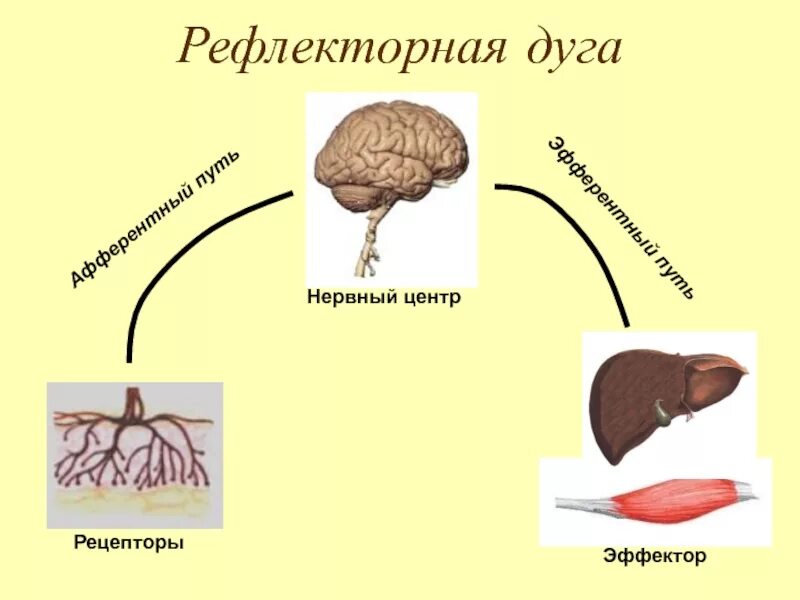 Сенсорный нейрон. Рецепторы центральной нервной системы. Постсинаптические рецепторы цнс. Рецептор (нервная система). Рецепторы центральной нервной системы.