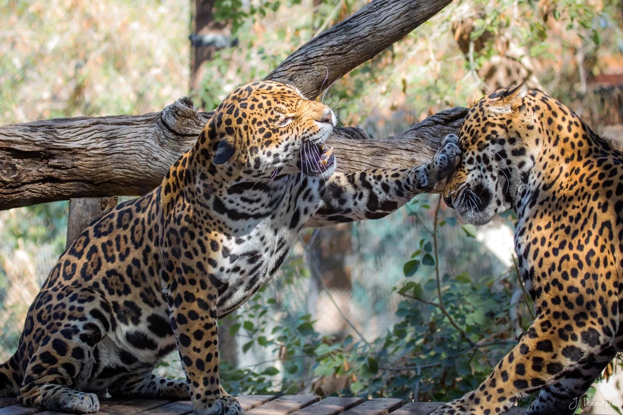 Predator animals. Берберийский леопард. Амазонский Ягуар. Джагуар леопард. Ягуар и леопард.