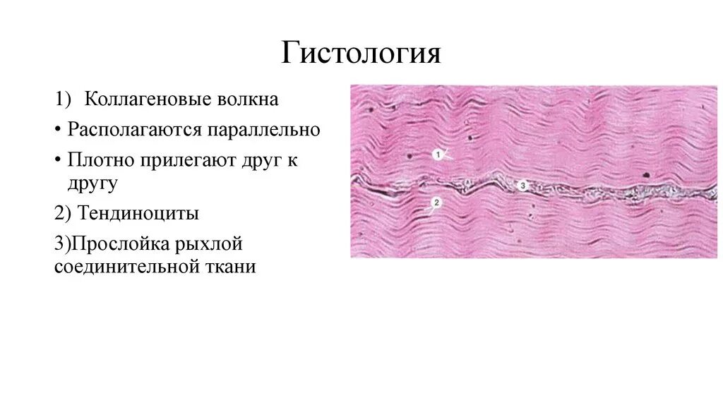Плотная оформленная ткань. Сухожилие поперечный срез гистология. Строение сухожилия гистология. Плотная оформленная соединительная ткань препарат. Коллагеновые волокна гистология.