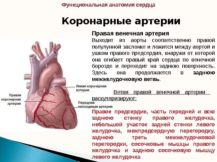 Эпикардиальные коронарные артерии. Правая коронарня артертерия. Правая коронарная Артени я. Правая венечная артерия сердца.