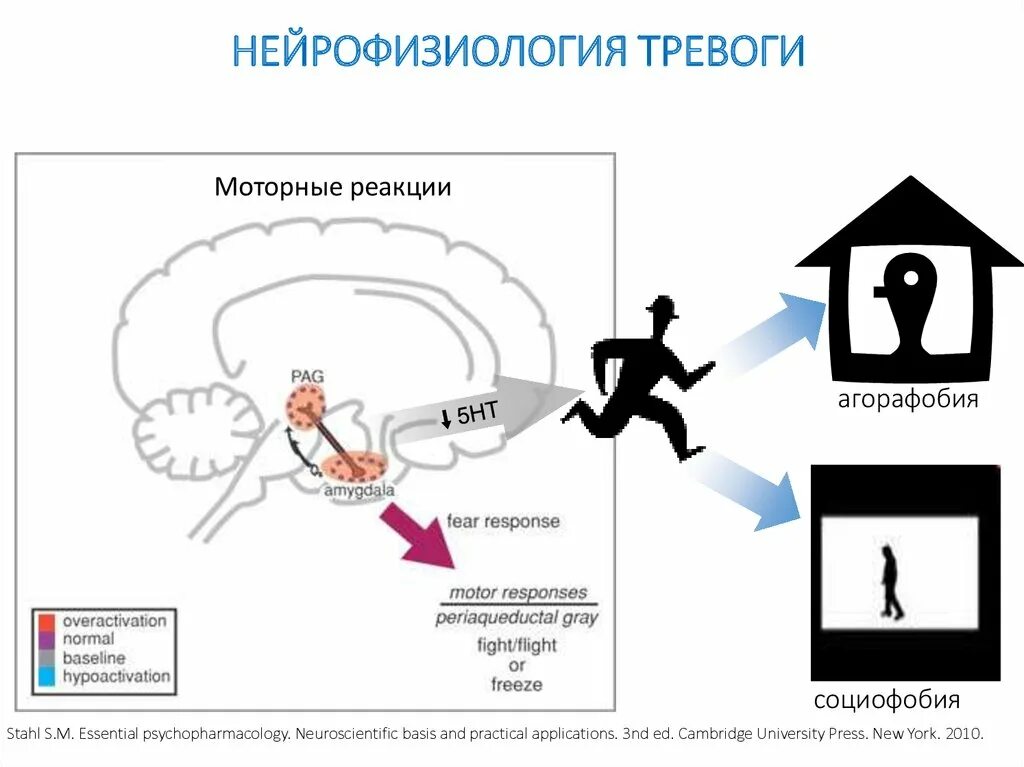 Паническая атака схема. Нейрофизиология. Нейрофизиология стресса. Схема панической атаки. Нейрофизиология эмоций.