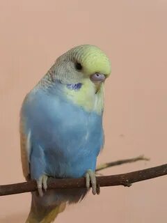 Попугайчик желто голубой