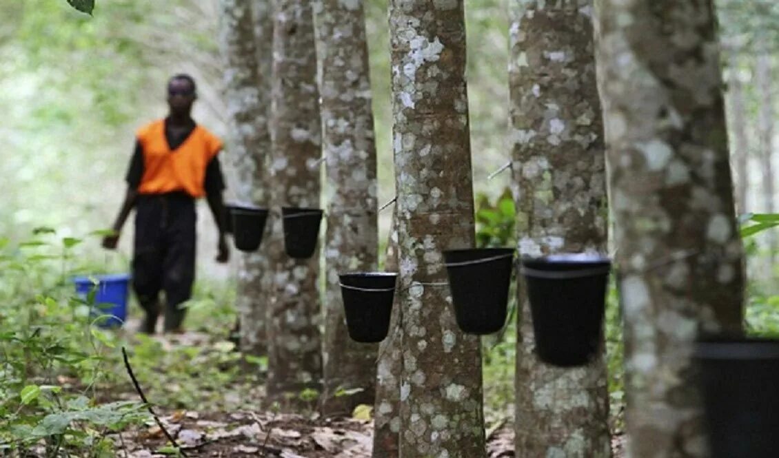 Добыча каучука. Натуральный каучук происхождение. Каучуконос гевея. Каучук в тайланде. Добыча каучука.