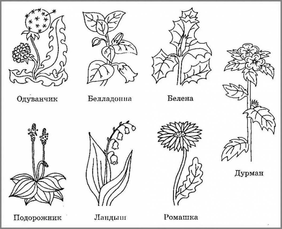 Растения рисунок. Растения. Раскраска. Растения для дошкольников. Лекарственные растения раскраска.