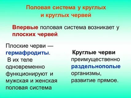 Половая система круглых