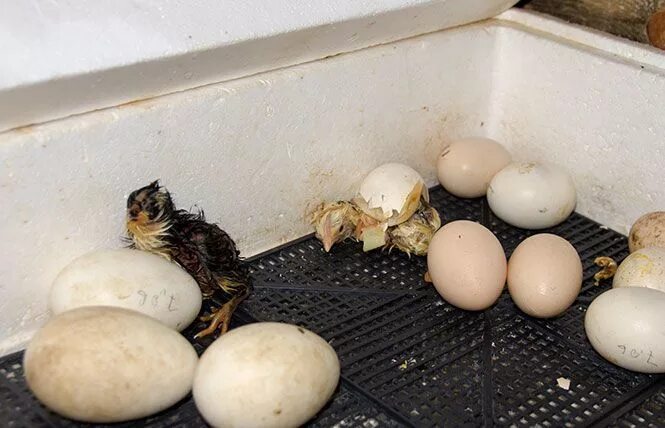 Вылупляются цыплята что делать дальше. Цыпленок вылупляется. Цыпленок вылупляется из яйца. Птенец вылупляется. Цыплята вылупляются в инкубаторе.