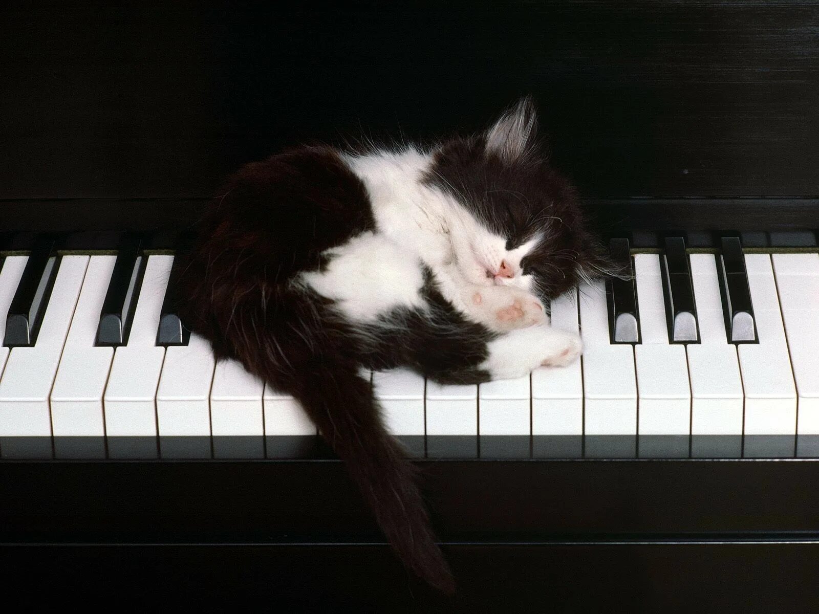 Музыкальный кот. Кот на пианино. кот на рояле. пианино «котёнок». кошка на пианино.