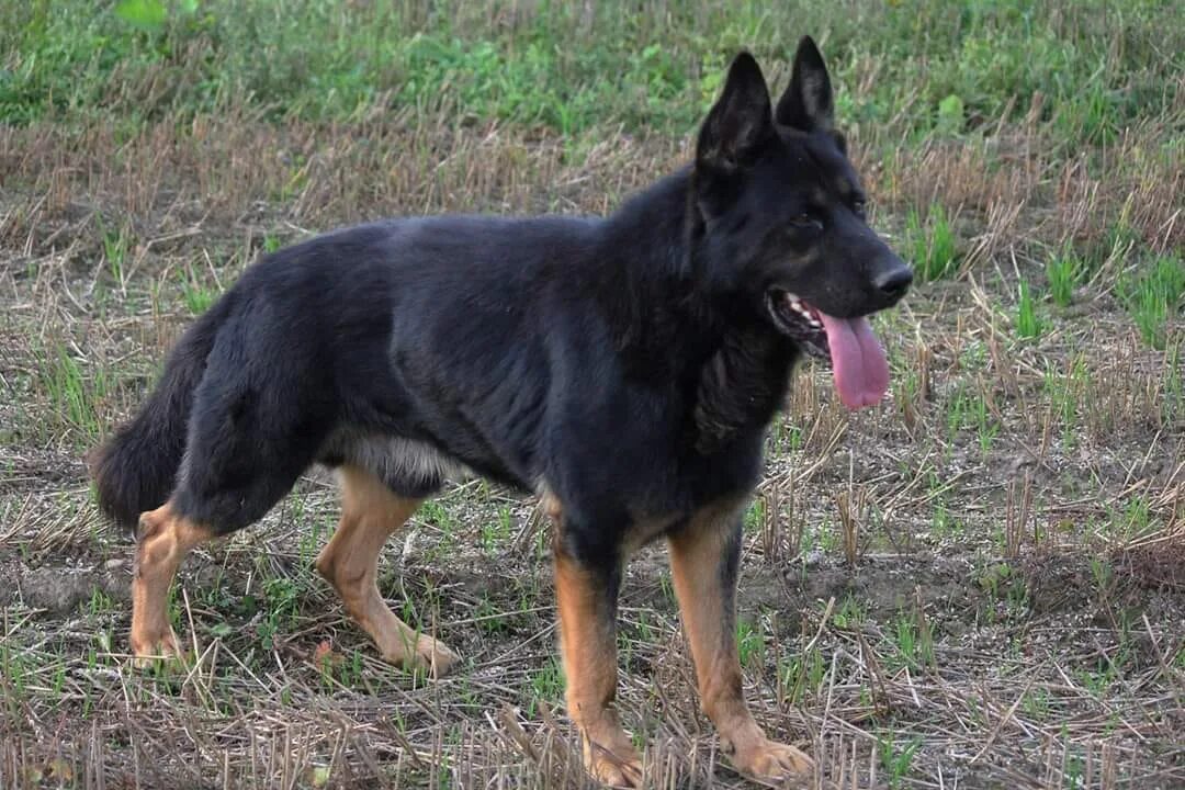 старотипная овчарка гдр. немецкая овчарка штази. немецкая овчарка штази. немецкая овчарка гдр типа. немецкая овчарка линии гдр.