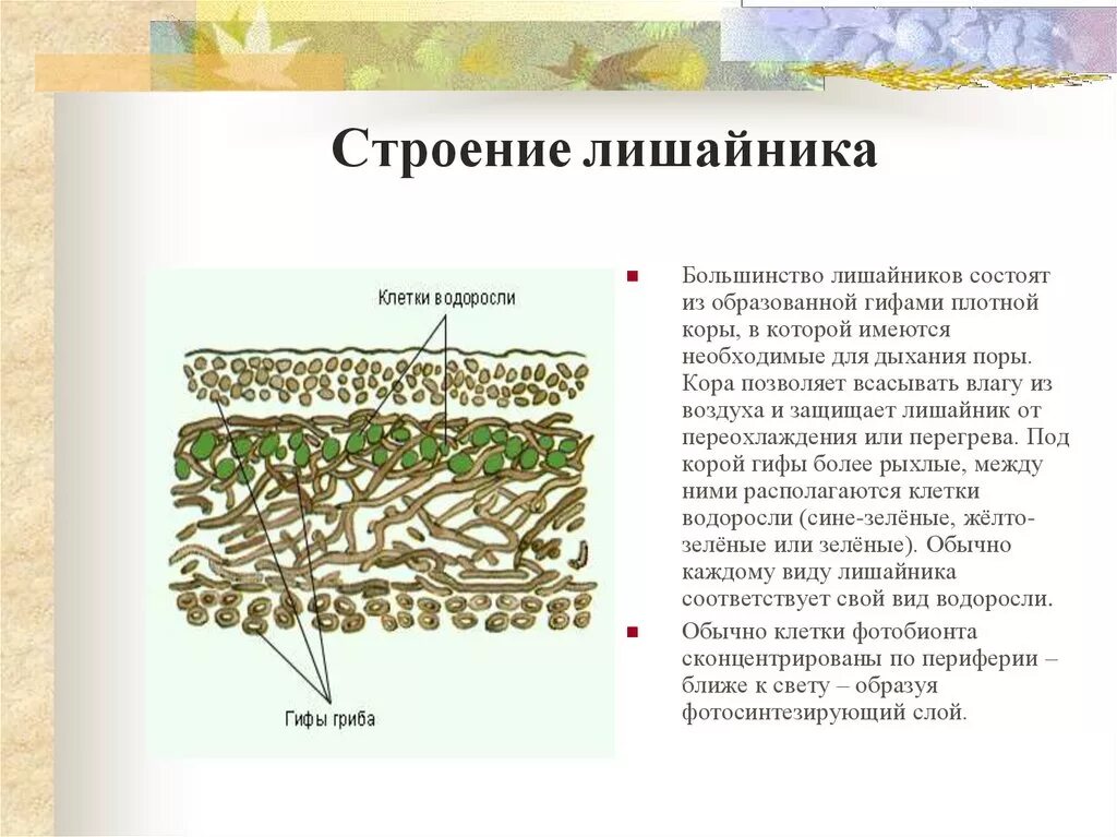 Лишайники состоят из клеток. Строение лишайника 6 класс биология. Лишайники строение лишайников. Лишайник ягель строение. Лишайник биология строение.