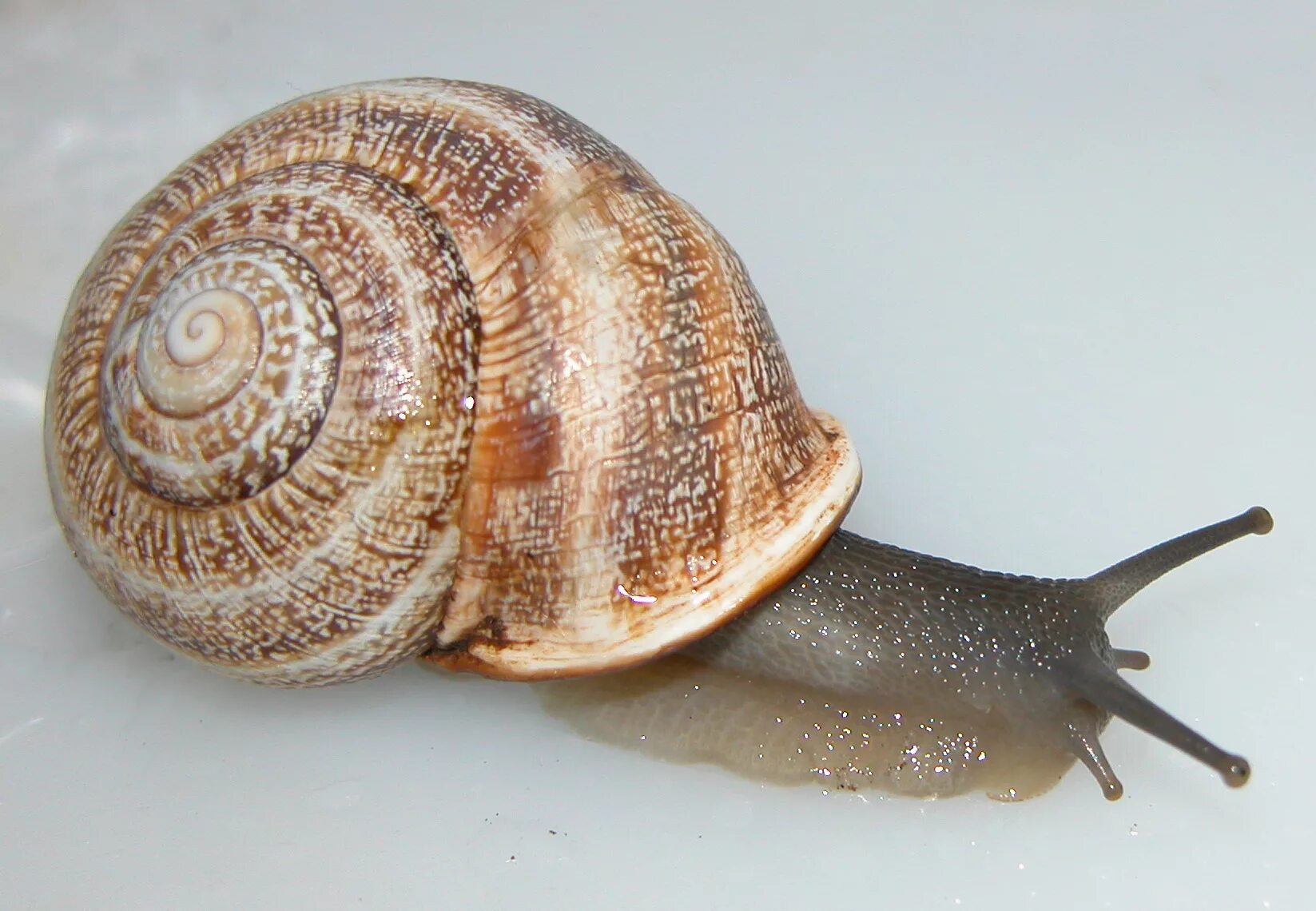 Улитка мариза. Брюхоногая улитка. Раковина улитки. Улитка "зеленый караколус". Ракушка митра улитка.