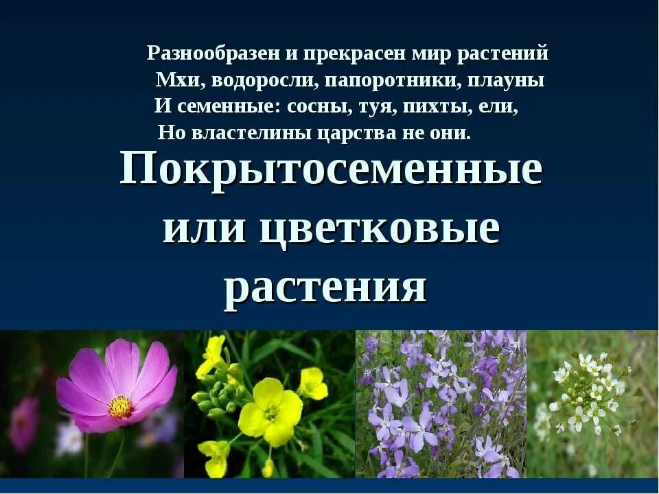 Сколько покрытосеменных. Покрытосеменных цветковых растений. Что такое Покрытосеменные растения в биологии. Покрытосеменные растения 5 класс биология. Покрытосеменные цветковые растения 5 класс биология.